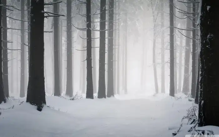 Dark Winter Forest Tree Background HD Wallpaper Free