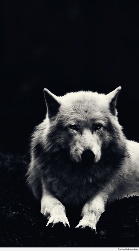 Dark Wolf Background Full HD Wallpaper Download