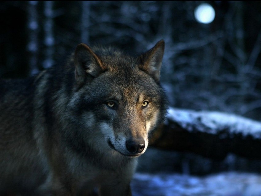 Dark Wolf Background Full HD Wallpaper Download