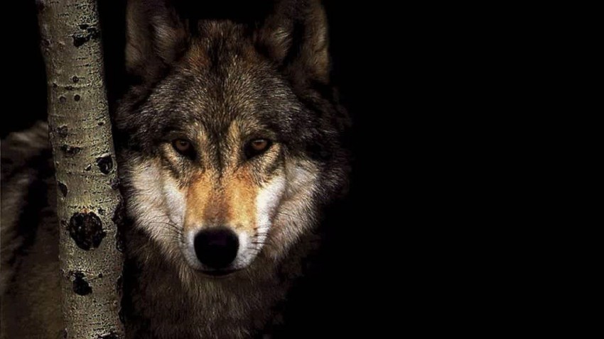 Dark Wolf Background Full HD Wallpaper Download