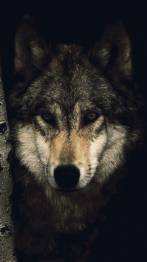 Dark Wolf Background Full HD Wallpaper Download