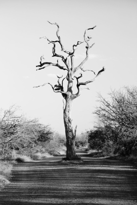 Dead Tree Background HD Download