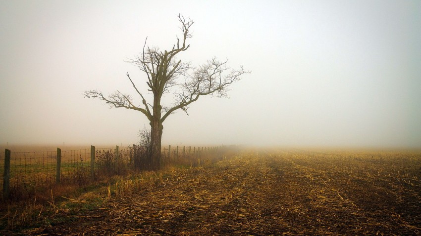 Dead Tree Background Wallpaper Photo HD Download