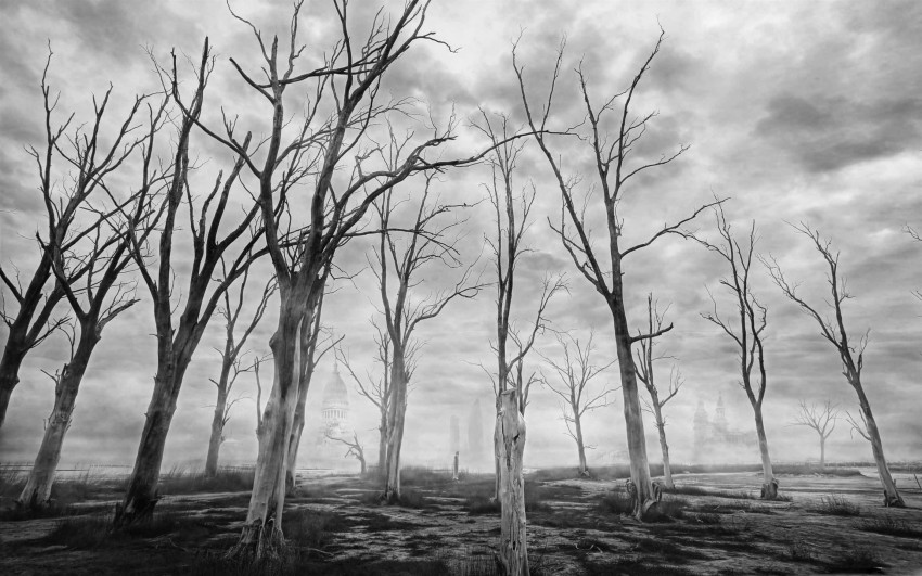 Dead Tree Black And White Background HD Download