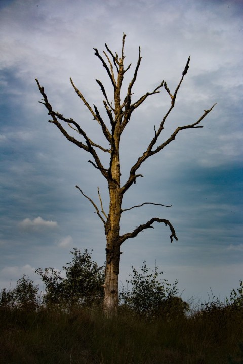 Dead Tree Black And White Background HD Download