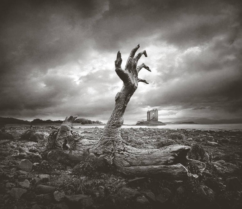 Dead Tree Black And White Background HD Download