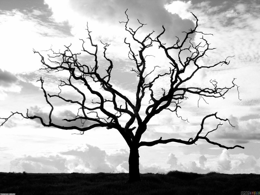 Dead Tree Black And White Background HD Download