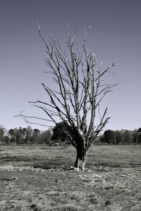 Dead Tree Black And White Background HD Download