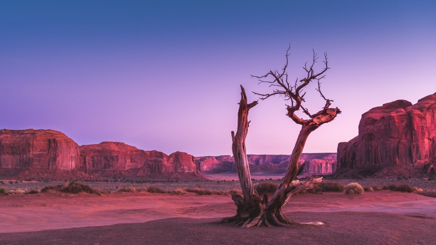 Dead Tree Wallpaper Background HD Download