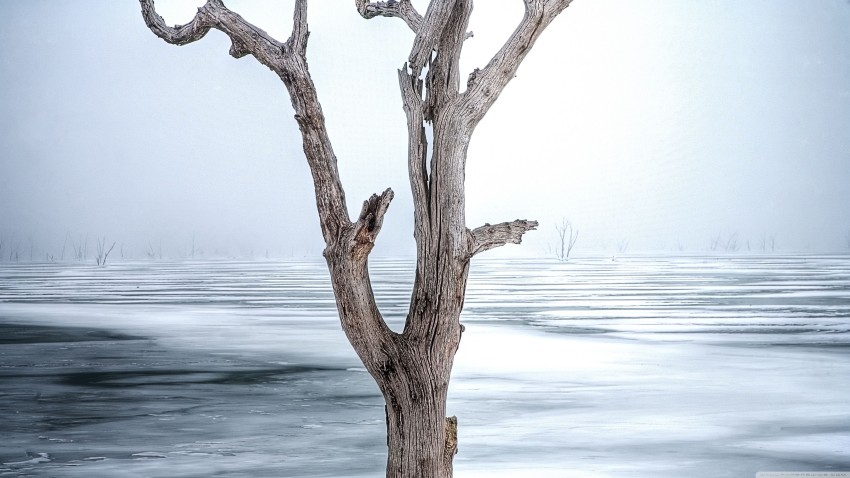 Dead Tree Wallpaper Background HD Download