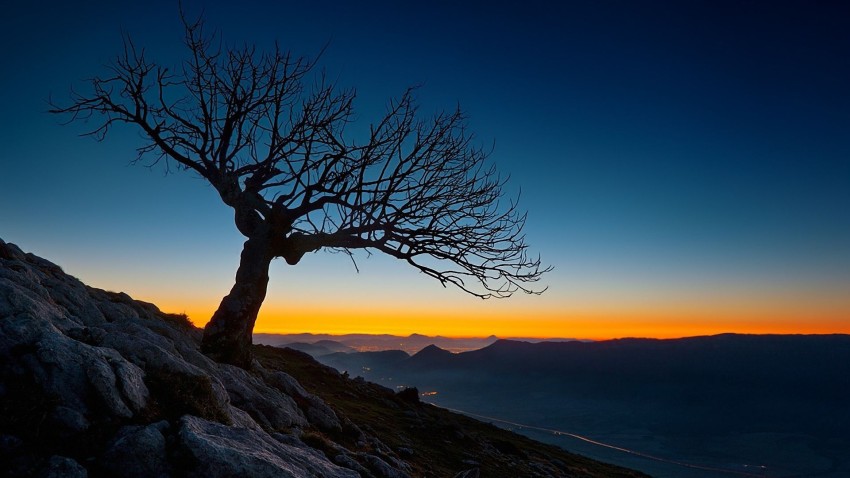 Dead Tree Wallpaper Background HD Download