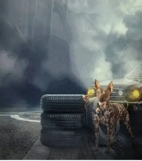 Dog CB Manipulation Background Full HD Download