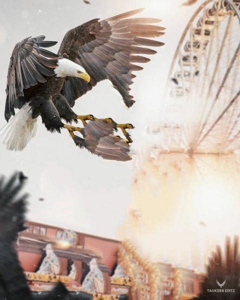 Eagle Editing PicsArt Background HD Background