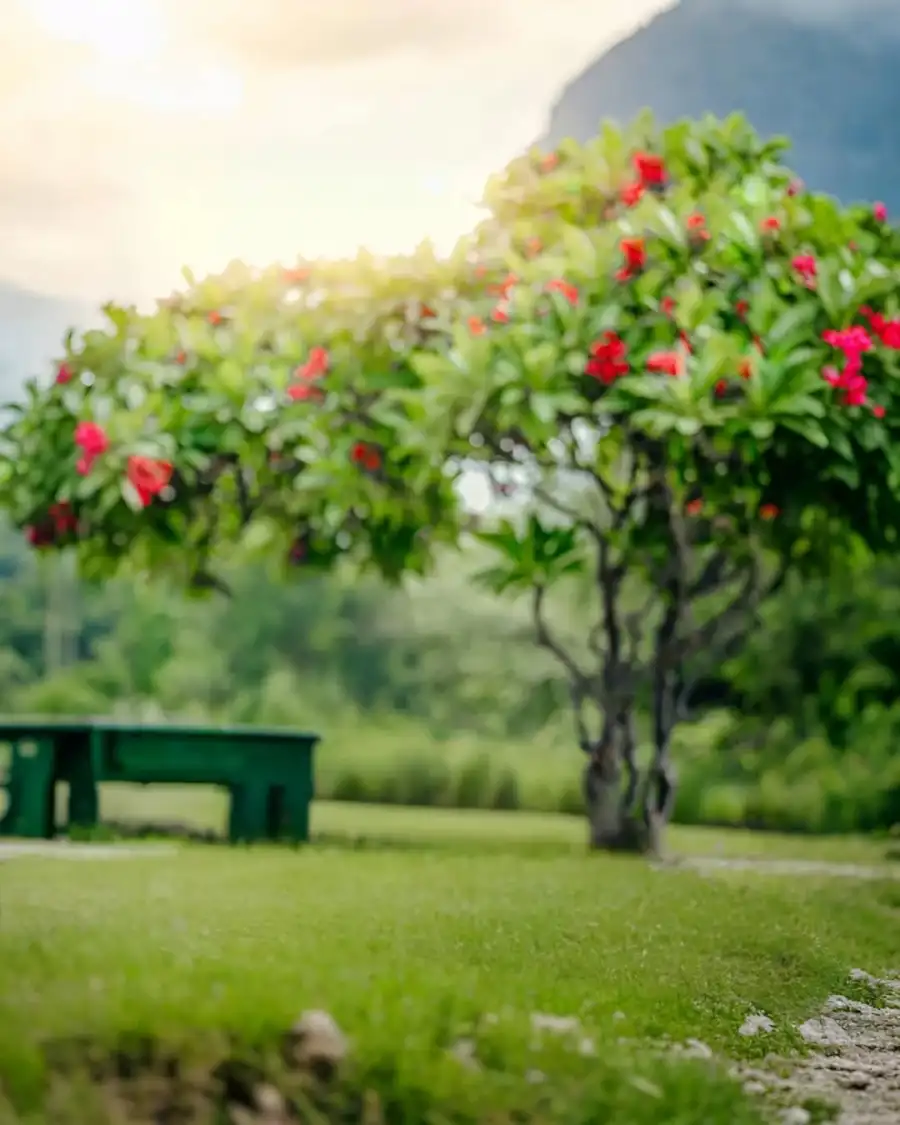 Editing Bench In A Park     Full HD Background