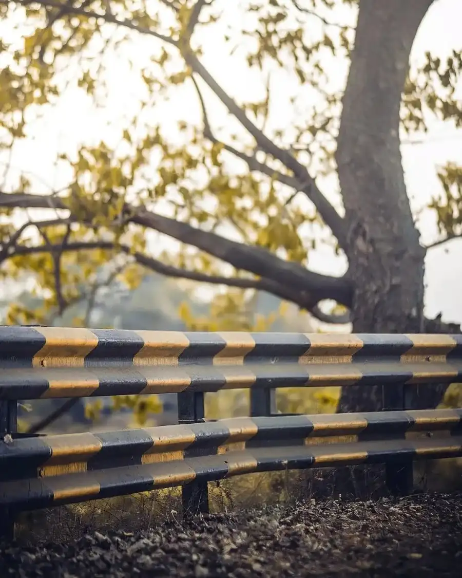 Editing Bench In Front Of A Tree     Background