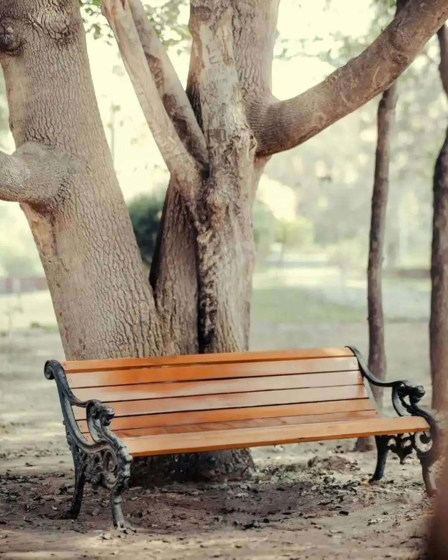 Editing Bench Under A Tree     Background