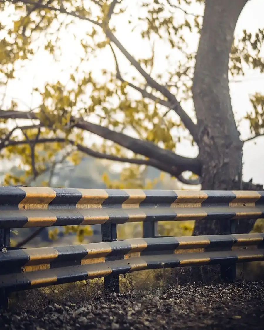 Editing Bench Under A Tree Full HD Background