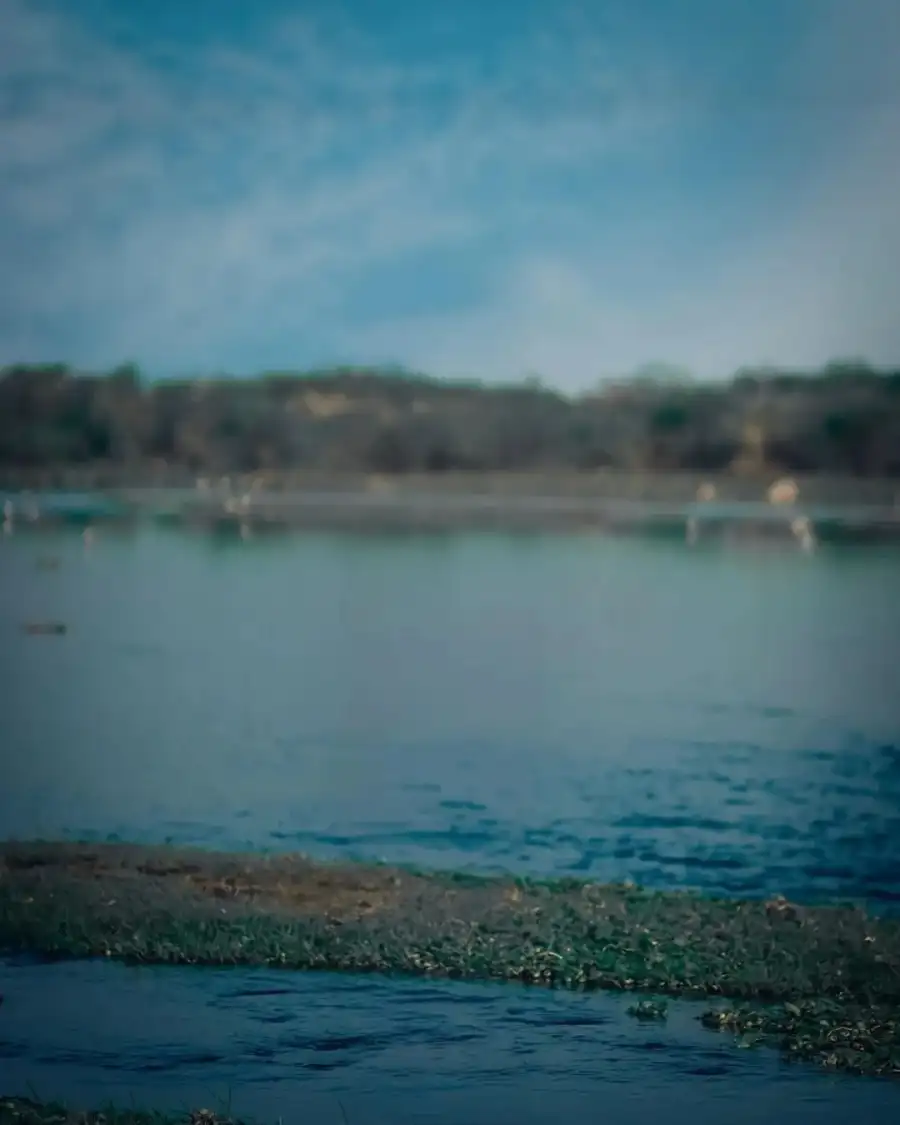 Editing Body Of Water With A Beach And Trees In The Background