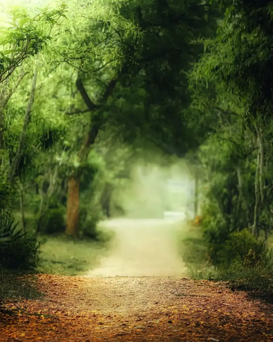 Editing Dirt Road With Trees On Either Side Of It Background