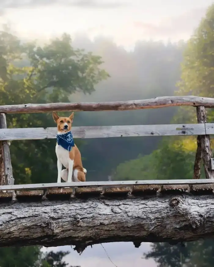 Editing Dog On A Wooden Railing Background