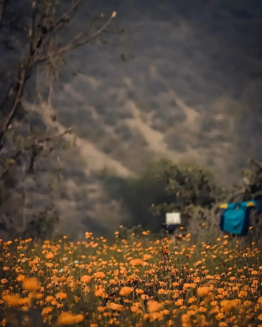 Editing Field Of Flowers With A Tree In The Background Background