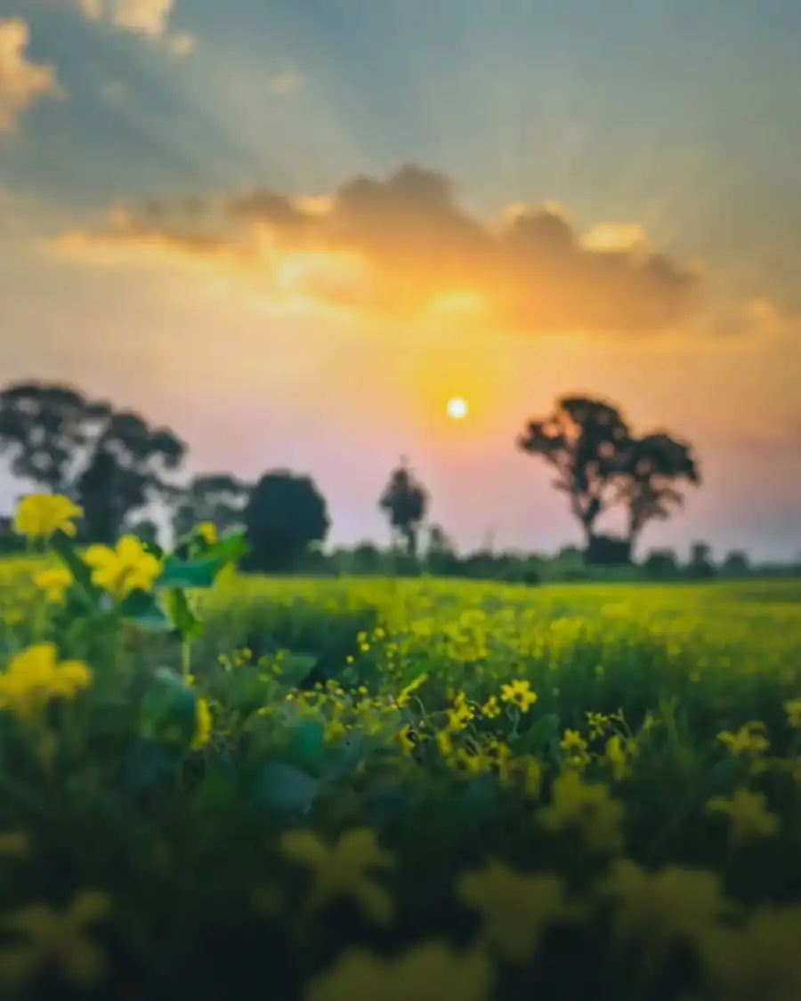 Editing Field Of Flowers With Trees In The Background