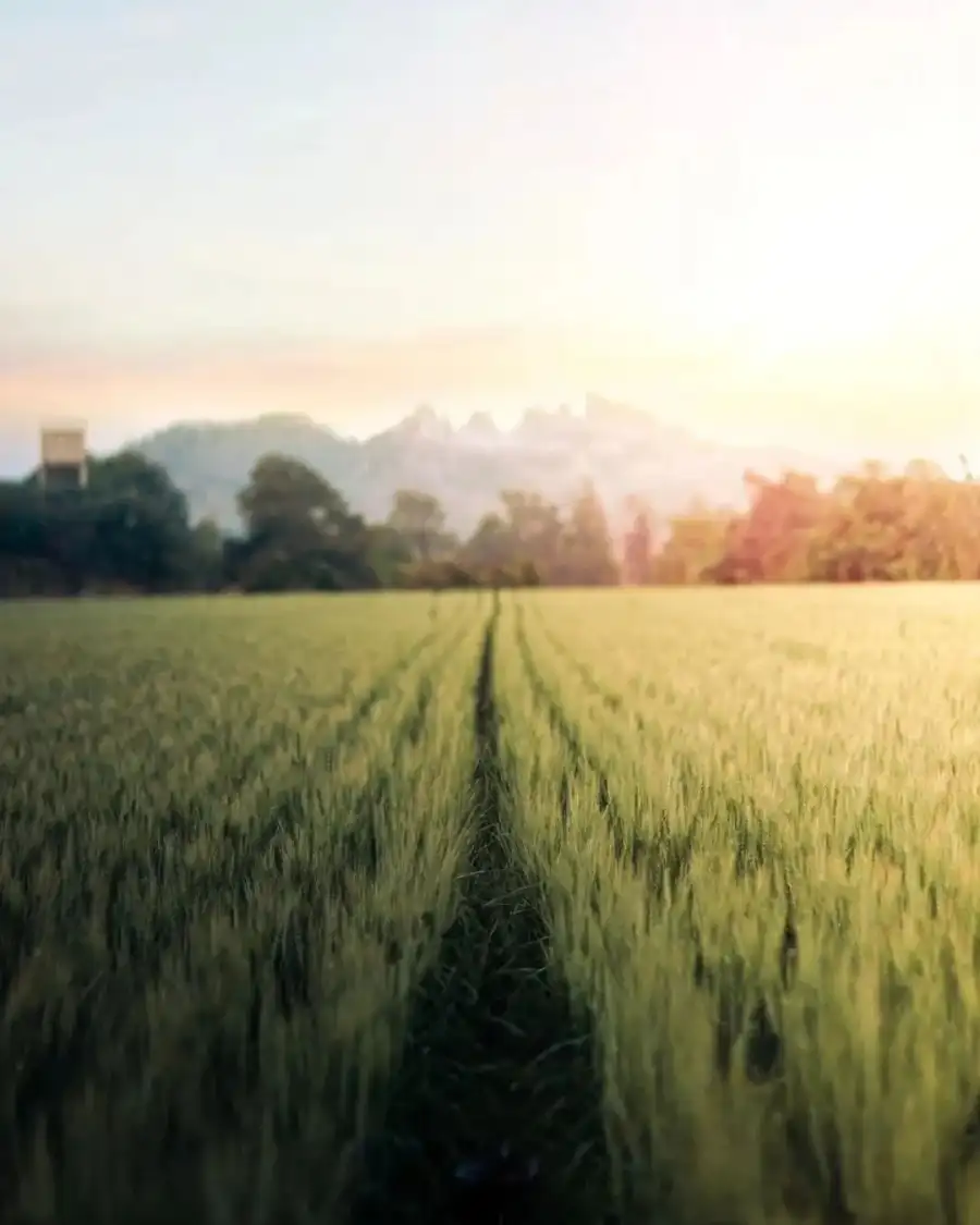 Editing Field Of Grass With Trees In The Background Background