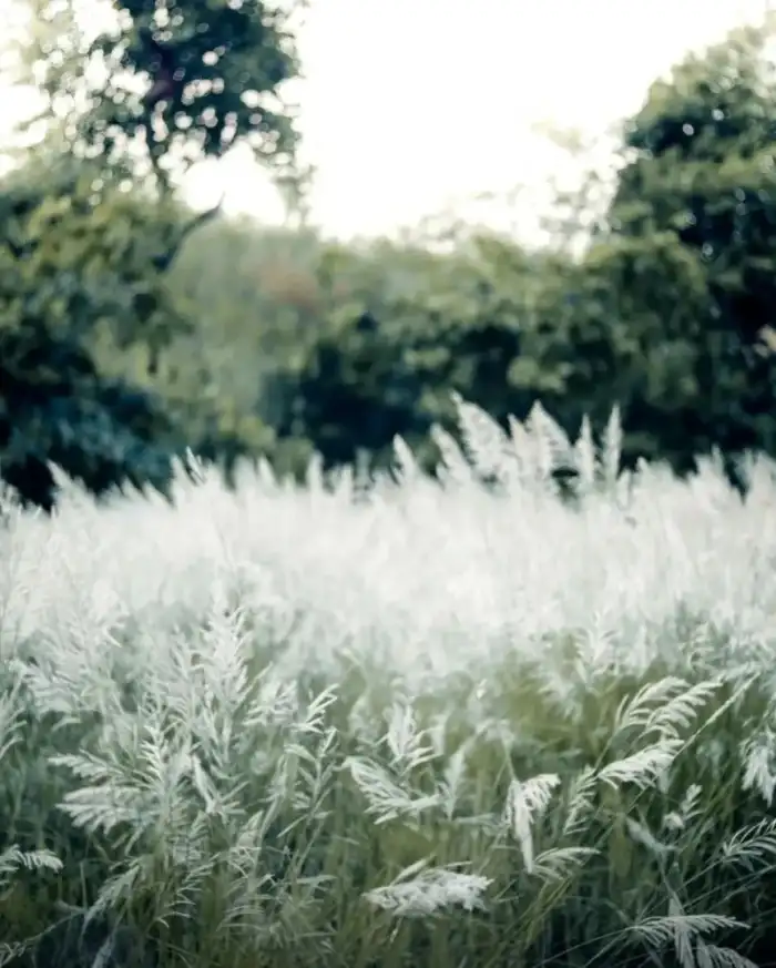 Editing Field Of Tall Grass Background