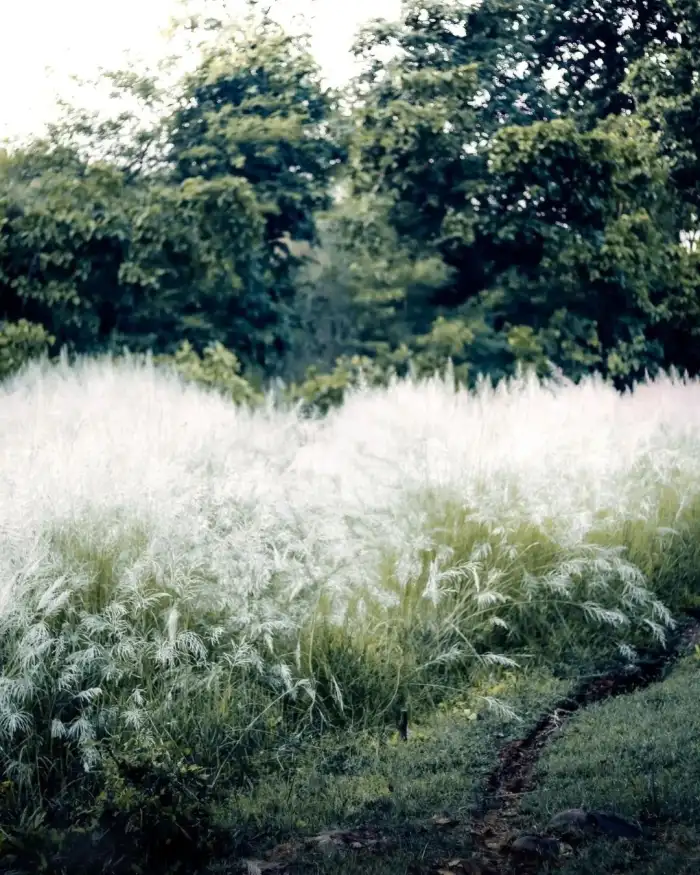 Editing Field Of White Flowers Background