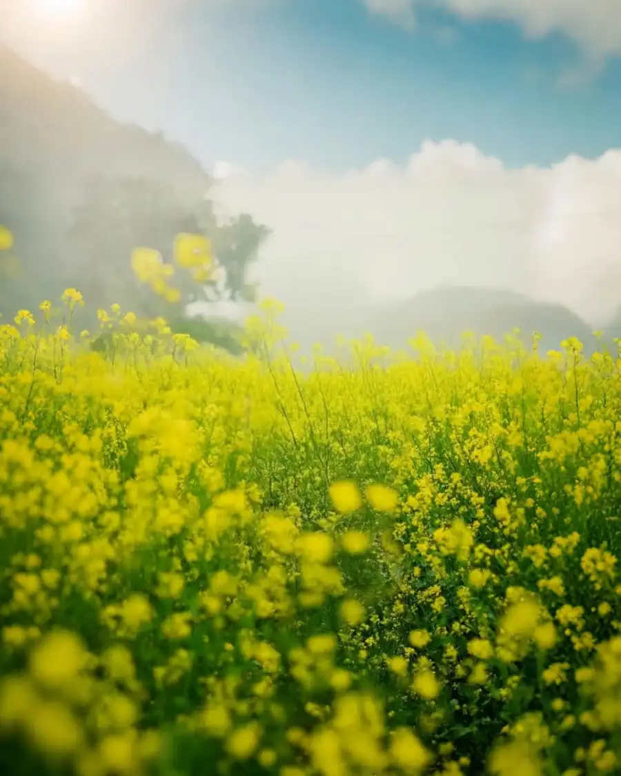 Editing Field Of Yellow Flowers HD   Background