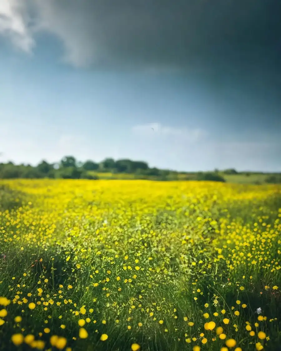 Editing Field Of Yellow Flowers HD Image Background