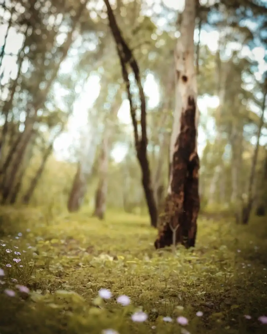 Editing Grassy Area With Trees In It Full HD Background