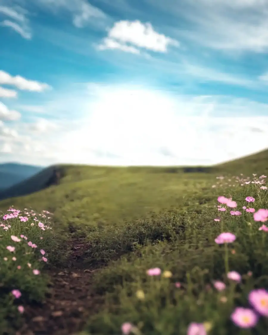 Editing Grassy Hill With Flowers Full HD  Background