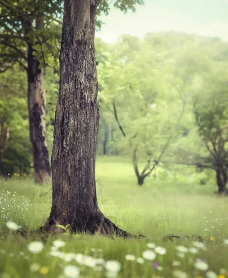 Editing Gree Nature Tree In A Field Background