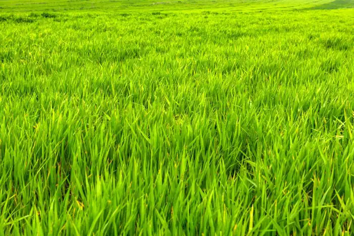 Editing Green Long Grass Background HD Images Free