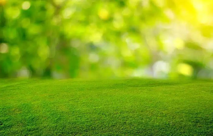 Editing Green Long Grass Background HD Images Free