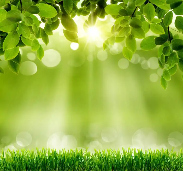 Editing Green Long Grass Background HD Images Free