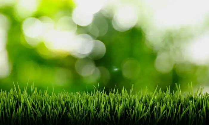 Editing Green Long Grass Background HD Images Free