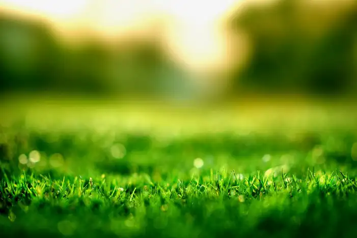 Editing Green Long Grass Background HD Images Free