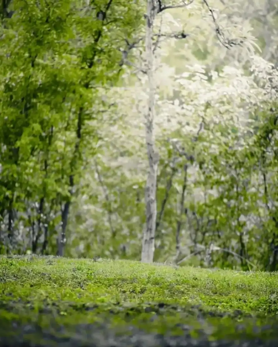 Editing Group Of Green Trees With White Flowers Background