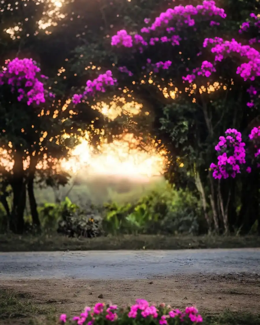 Editing Group Of Trees With Purple Flowers     Background