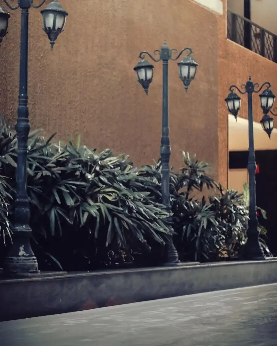 Editing Planter With A Plant In It Next To A Wall With Lights Background