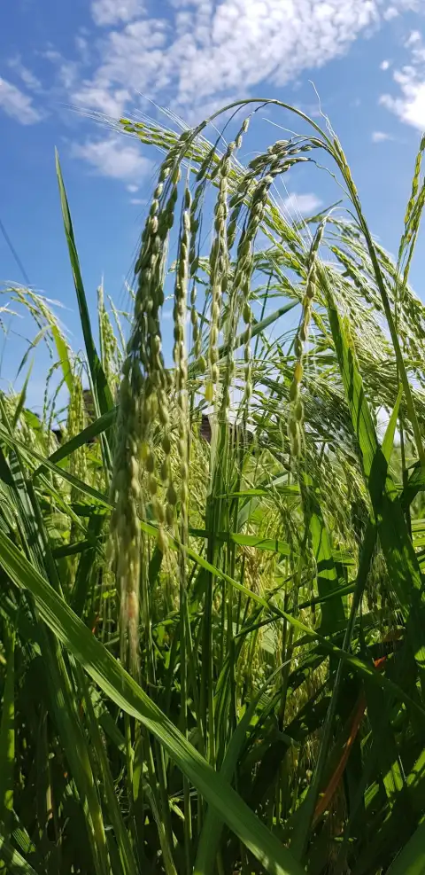 Editing Rice Field Background HD Download Free