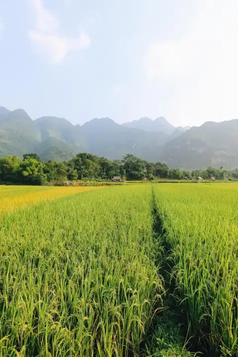 Editing Rice Field Background HD Download Free