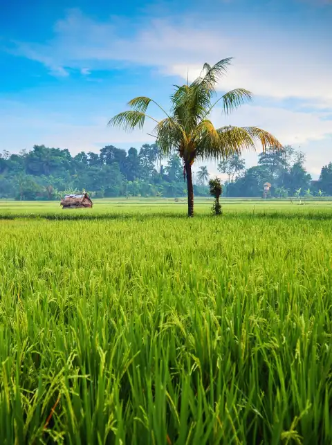 Editing Rice Field Background HD Download Free