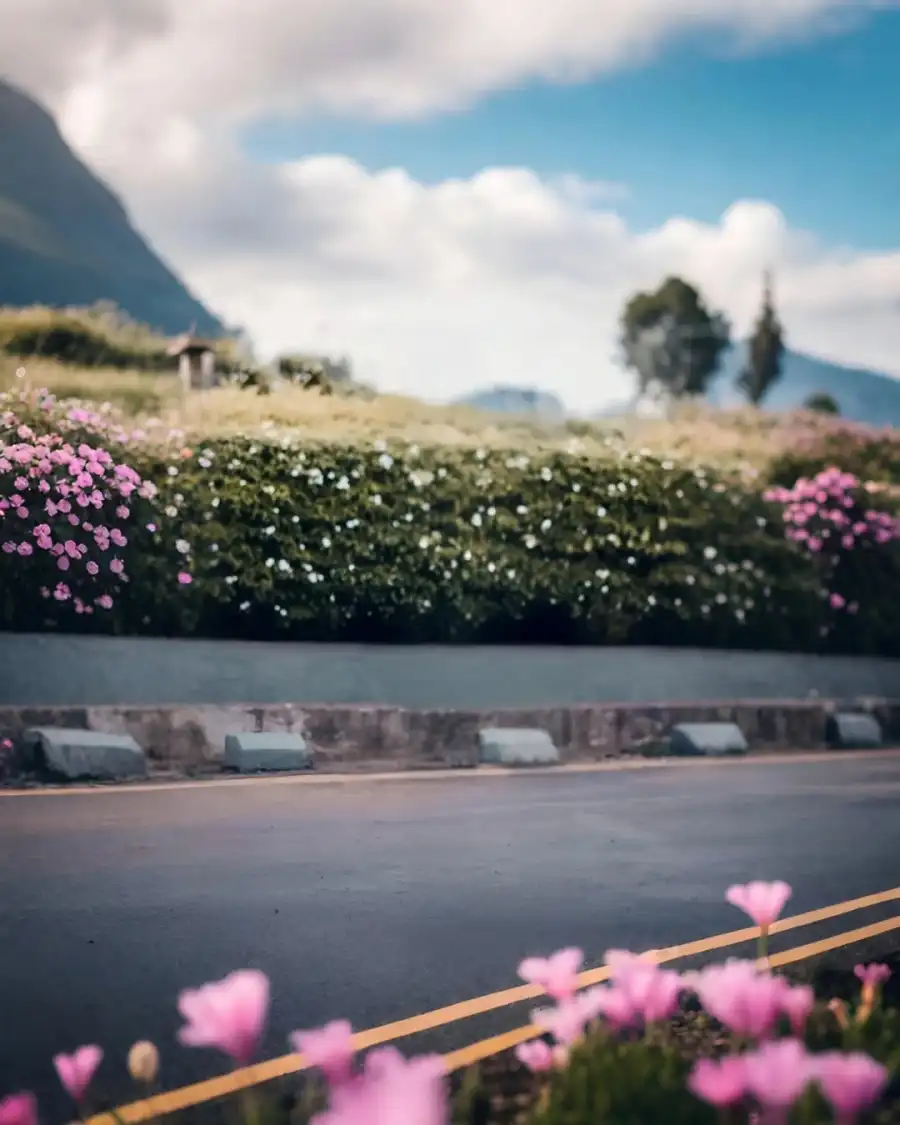 Editing Road With Flowers And Plants Along It     Background