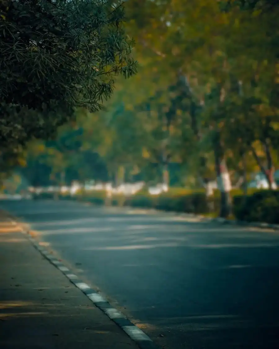 Editing Road With Trees On The Side Background