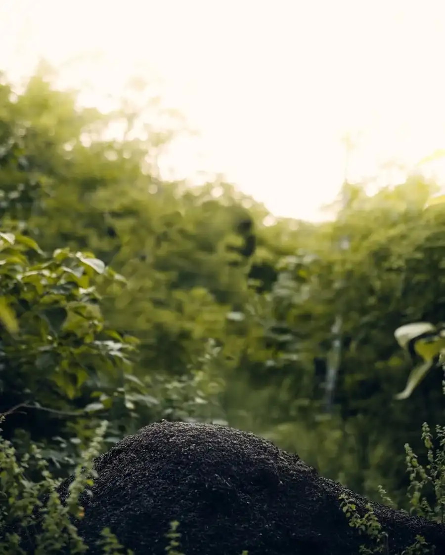 Editing Rock Surrounded By Green Trees Background