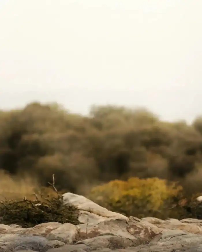 Editing Rocky Area With Trees In The Background Background