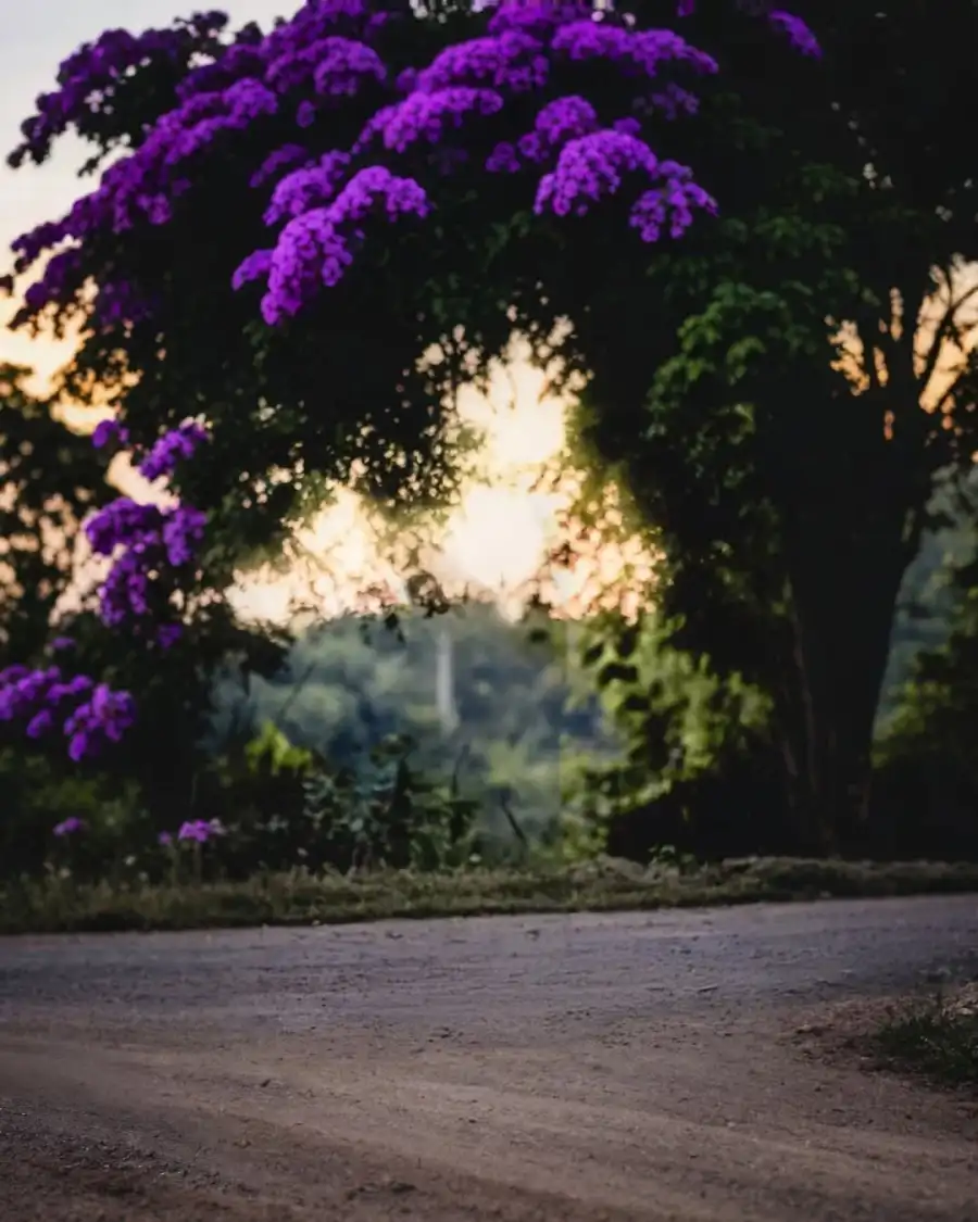 Editing Tree With Purple Flowers CB HD  Background